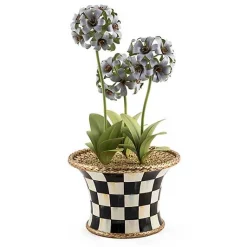 Botany Potted Hyacinth Arrangement