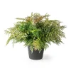 Potted Large Fern With Bee