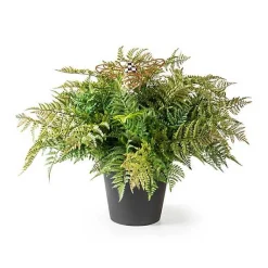Potted Large Fern With Bee