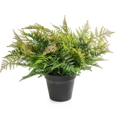 Potted Medium Fern With Bee