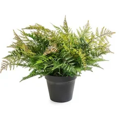 Potted Medium Fern With Bee